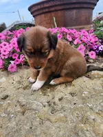 Fruitloop, a female Collie and German Shepherd Dog for sale in Mayslick, KY – 2 of 8