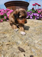 Freida, a female Collie and German Shepherd Dog for sale in Mayslick, KY – 4 of 5