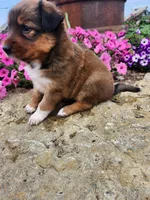 Fruitloop, a female Collie and German Shepherd Dog for sale in Mayslick, KY – 3 of 8