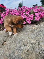 Fudge, a female Collie and German Shepherd Dog for sale in Mayslick, KY – 8 of 8