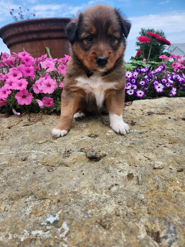 Fruitloop – Collie, German Shepherd Dog puppy for sale in Mayslick, KY