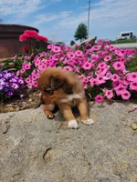 Fudge, a female Collie and German Shepherd Dog for sale in Mayslick, KY – 7 of 8