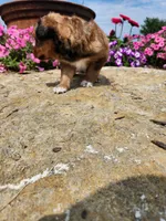 Freida, a female Collie and German Shepherd Dog for sale in Mayslick, KY – 2 of 5