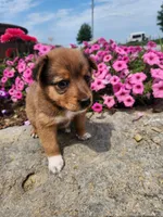 Fudge, a female Collie and German Shepherd Dog for sale in Mayslick, KY – 6 of 8