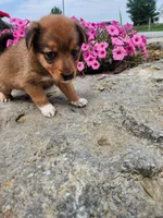 Fudge, a female Collie and German Shepherd Dog for sale in Mayslick, KY – 5 of 8