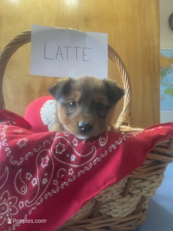 Latte