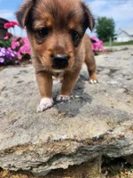 Fudge, a female Collie and German Shepherd Dog for sale in Mayslick, KY – 4 of 8