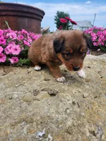 Fruitloop, a female Collie and German Shepherd Dog for sale in Mayslick, KY – 5 of 8