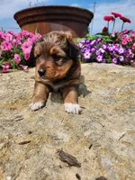 Freida, a female Collie and German Shepherd Dog for sale in Mayslick, KY – 5 of 5