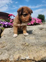 Fudge, a female Collie and German Shepherd Dog for sale in Mayslick, KY – 3 of 8