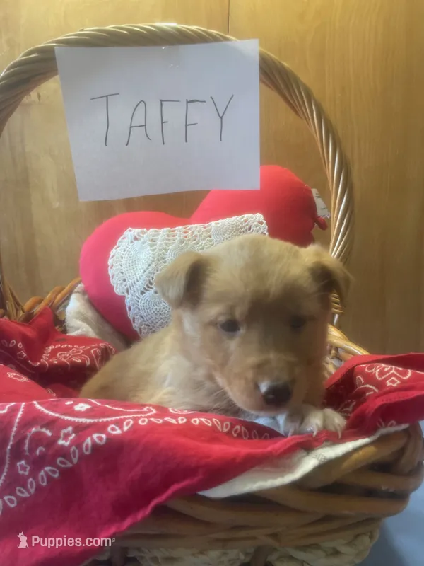 Taffy
