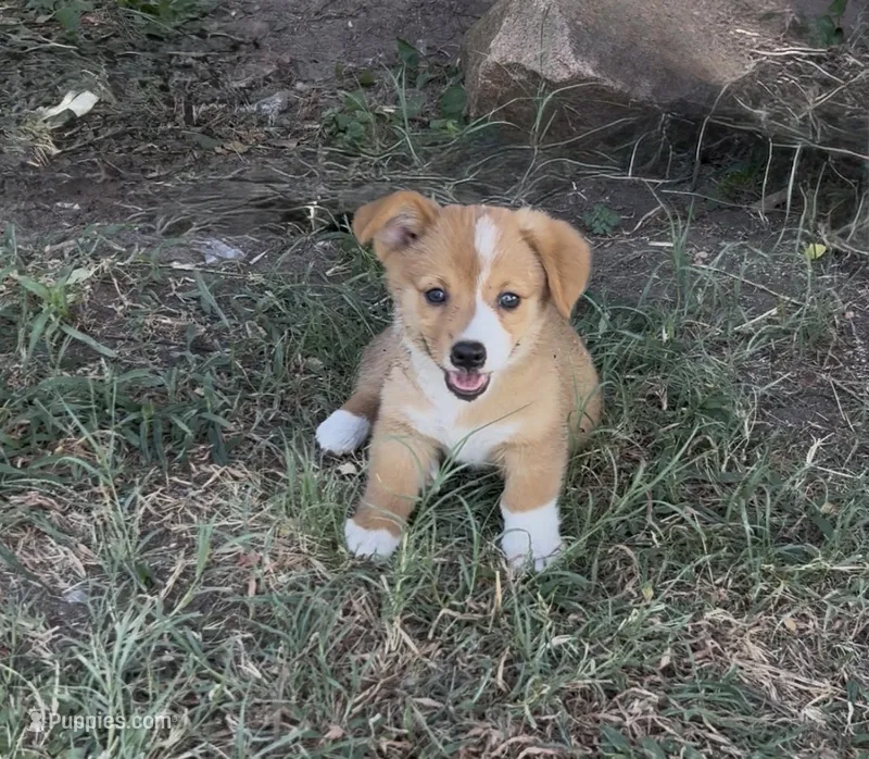Jasper – Pembroke Welsh Corgi puppy for sale in Weatherford, TX