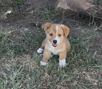 Jasper, a male Pembroke Welsh Corgi for sale in Weatherford, TX – 1 of 1