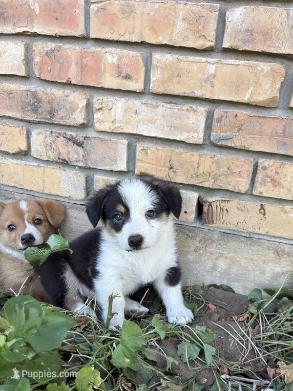 Roscoe – Pembroke Welsh Corgi puppy for sale in Weatherford, TX