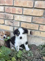 Roscoe, a male Pembroke Welsh Corgi for sale in Weatherford, TX – 1 of 1