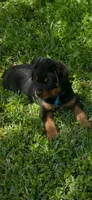 Bear, a male Rottweiler for sale in Livingston, TX – 2 of 5