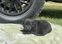 Bull, a male Rottweiler and Cane Corso for sale in Livingston, TX – 3 of 4