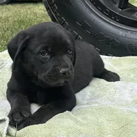 Bull, a male Rottweiler and Cane Corso for sale in Livingston, TX – 1 of 4