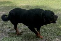 Bear, a male Rottweiler for sale in Livingston, TX – 4 of 5
