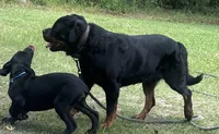 Boone, a male Rottweiler and Cane Corso for sale in Livingston, TX – 2 of 2