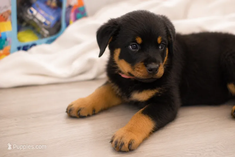 Bella – Rottweiler puppy for sale in Livingston, TX
