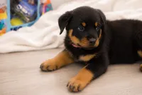 Bella, a female Rottweiler for sale in Livingston, TX – 1 of 1