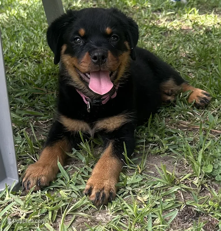 Daisy – Rottweiler puppy for sale in Livingston, TX