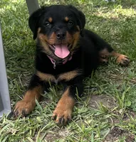 Daisy, a female Rottweiler for sale in Livingston, TX – 1 of 4