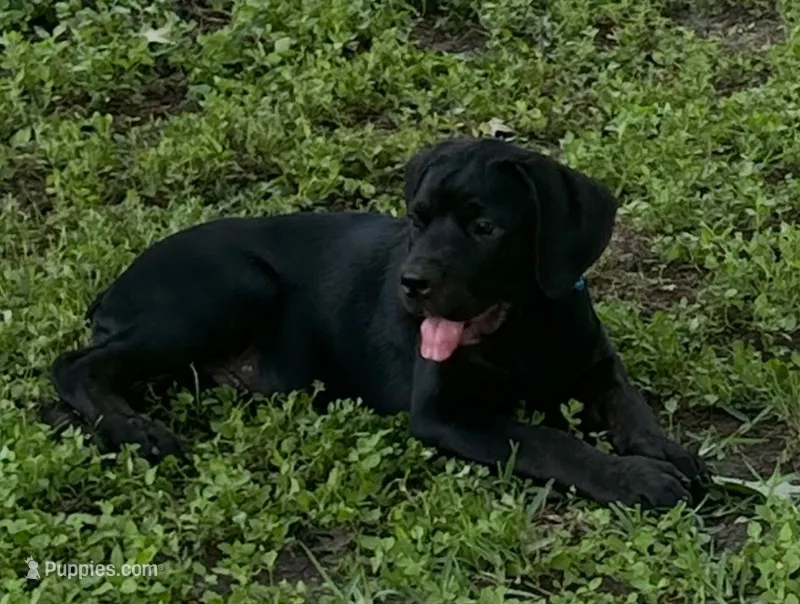 Boone – Rottweiler, Cane Corso puppy for sale in Livingston, TX