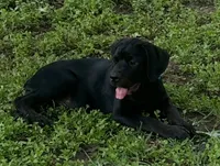 Boone, a male Rottweiler and Cane Corso for sale in Livingston, TX – 1 of 2
