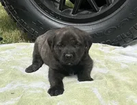 Bull, a male Rottweiler and Cane Corso for sale in Livingston, TX – 2 of 4