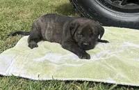 Bull, a male Rottweiler and Cane Corso for sale in Livingston, TX – 4 of 4