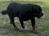 Bear, a male Rottweiler for sale in Livingston, TX – 3 of 5
