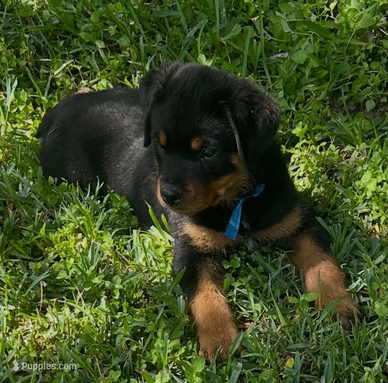 Bear – Rottweiler puppy for sale in Livingston, TX