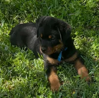 Bear, a male Rottweiler for sale in Livingston, TX – 1 of 5