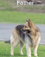 Duke, a male German Shepherd Dog for sale in Rocky Face, GA – 2 of 4