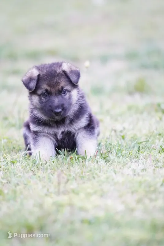 Rocky – German Shepherd Dog puppy for sale in Rocky Face, GA