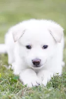 Snowy, a female German Shepherd Dog for sale in Rocky Face, GA – 2 of 5