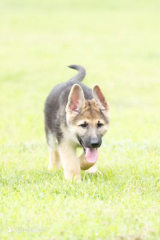 Benji  – German Shepherd Dog puppy for sale in Rocky Face, GA