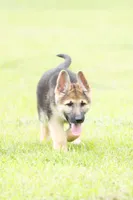 Benji , a male German Shepherd Dog for sale in Rocky Face, GA – 1 of 2