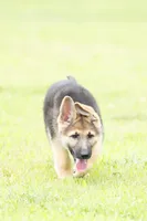 Benji , a male German Shepherd Dog for sale in Rocky Face, GA – 6 of 6
