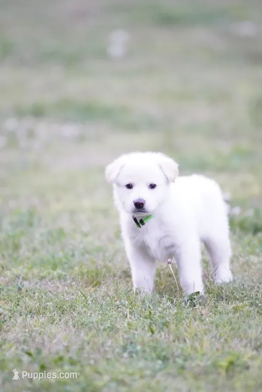 Snowy – German Shepherd Dog puppy for sale in Rocky Face, GA