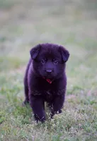 Ruby, a female German Shepherd Dog for sale in Rocky Face, GA – 1 of 1