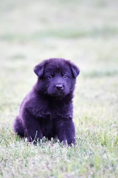 Snowy, a female German Shepherd Dog for sale in Rocky Face, GA – 4 of 5