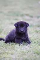 Ruby, a female German Shepherd Dog for sale in Rocky Face, GA – 1 of 4