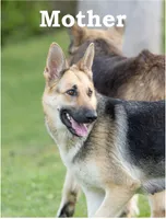 Rocky, a male German Shepherd Dog for sale in Rocky Face, GA – 3 of 4