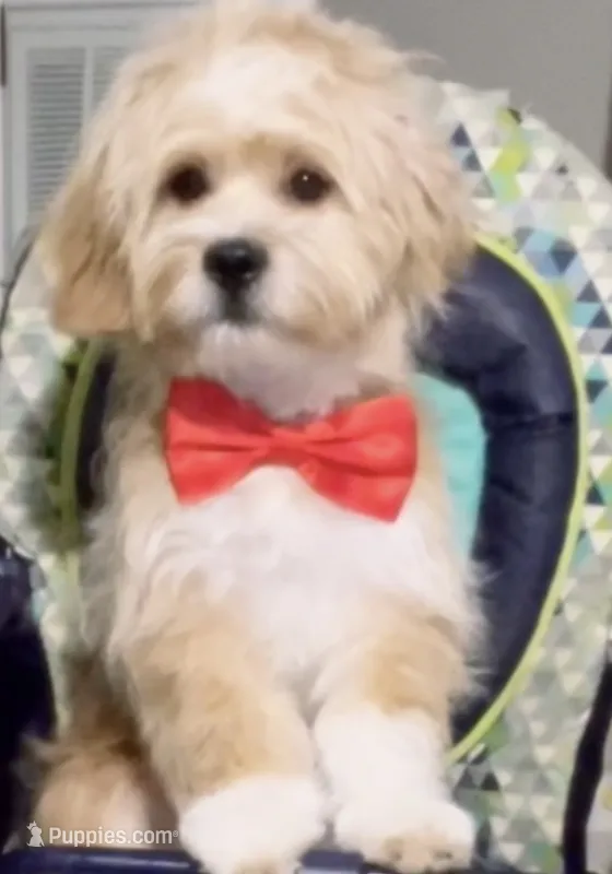Gucci – Shih Tzu, Poodle - Standard  puppy for sale in Sharpsburg, GA