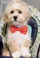Gucci, a male Shih Tzu and Poodle - Standard  for sale in Sharpsburg, GA – 1 of 2