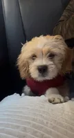 Gucci, a male Shih Tzu and Poodle - Standard  for sale in Sharpsburg, GA – 2 of 2