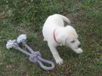 Pup #2 of 12, a female Labrador Retriever for sale in Jamesville, NC – 2 of 10